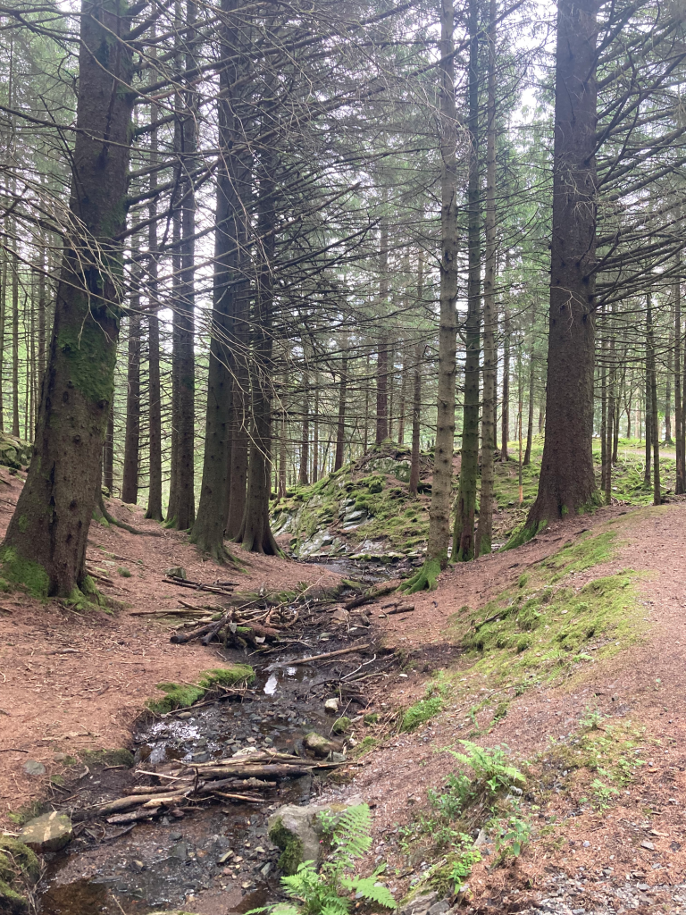 Forests at top of Mount Floyen - Bergen with kids