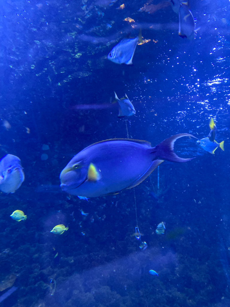 Colourful fish at the aquarium in Bergen with kids