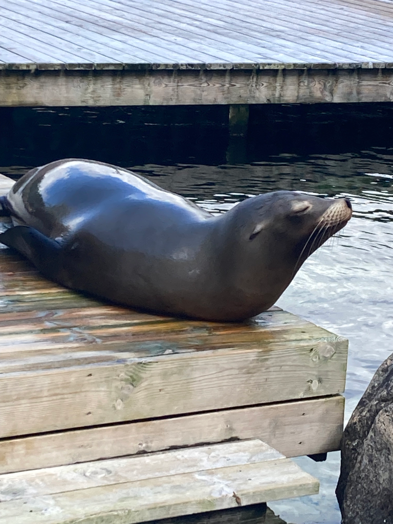 Visit the sealions in Bergen with kids